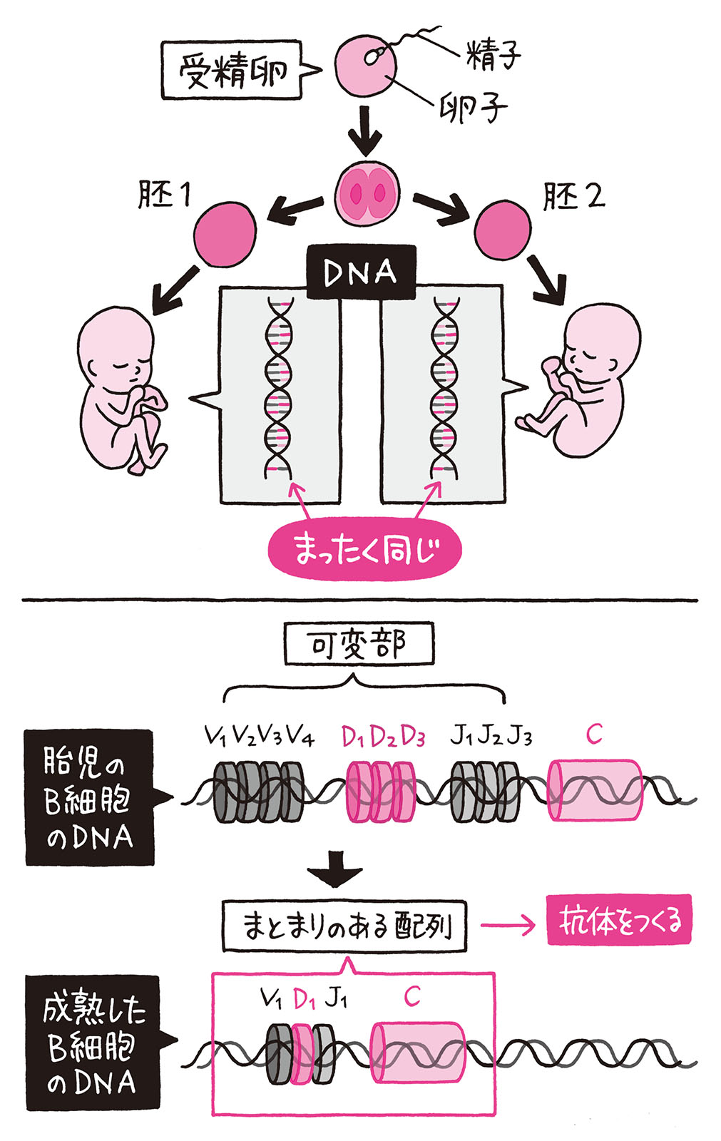 1個の受精卵から生まれた一卵性双生児は Dnaは同じはずなのに指紋は異なる 身近な科学 毎日が発見ネット