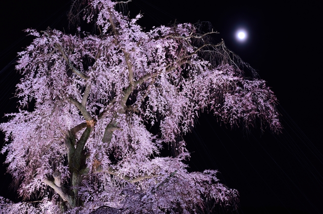京都の桜守に聞くいのちの物語 「人と同じでそれぞれに個性的。学で解明できない花の営み」 pixta_10078546_S.jpg