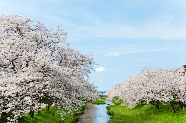 「さまざまの事思ひ出す桜かな」／井上弘美先生と句から学ぶ俳句 pixta_12030424_S.jpg