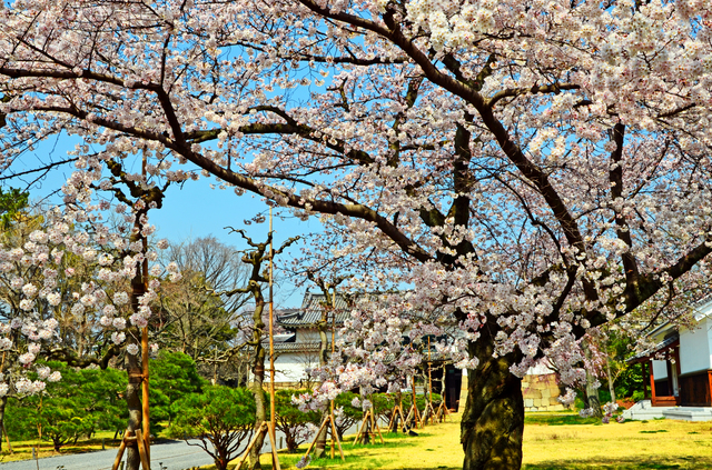 「生きるほどに色香を放つ桜。人間と同じ、年を重ねるのは悪くない」京都の桜守に聞くいのちの物語 pixta_18169214_S.jpg