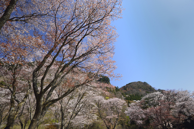 今年は桜の歌を詠んでみませんか？／伊藤先生の短歌の時間 pixta_21519214_S.jpg