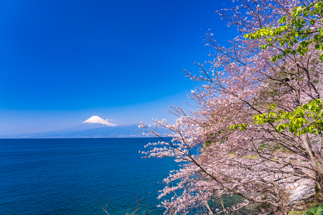 桜、春海、星座...「みずみずしい」春の俳句の魅力を解説！ pixta_46731934_S.jpg