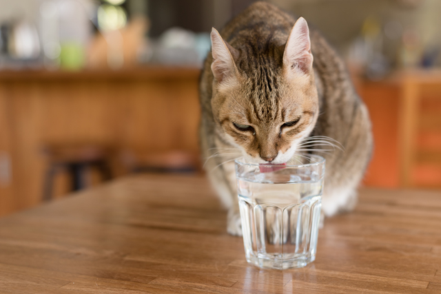 飲み水を少し温めてあげて。飼い猫の「冬の過ごし方の注意点」／家ねこ大全（25） pixta_47915506_S.jpg