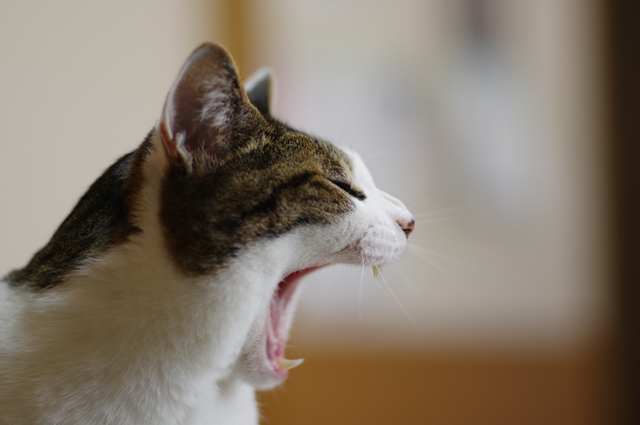 吐きたいの いえ 実はそれ咳かもしれません 獣医師が教える 猫が吐く原因 家ねこ大全 33 毎日が発見ネット