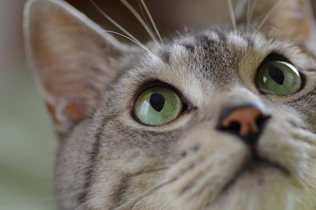 黄色や緑の「目やに」に注意して。自宅でできる「猫の目の健康チェック」／家ねこ大全（31） pixta_55485849_S.jpg