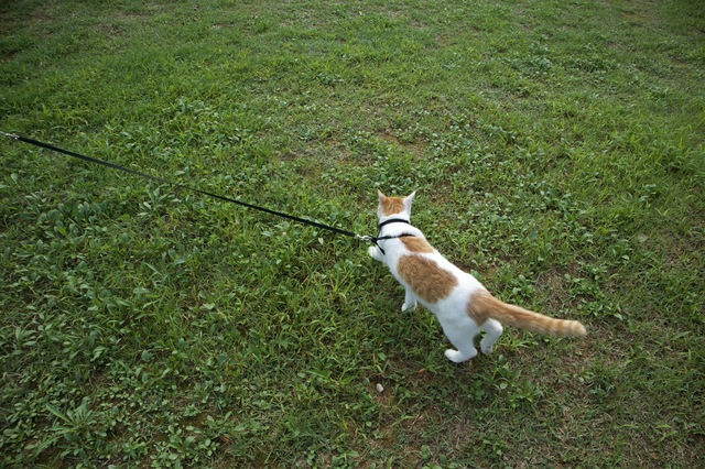 獣医師に聞いてみました。「猫も散歩したほうがいいの？」／家ねこ大全（28） pixta_69059236_S.jpg
