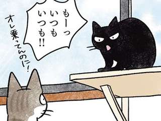 うちの猫2匹の微妙な「距離感」。仲がいいのか悪いのか／黒猫ナノとキジシロ猫きなこ