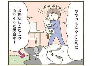 愛猫は自分がアイドルだと自覚し「撫でられて当然」。無視すると...えっ／うちの猫がまた変なことしてる。5