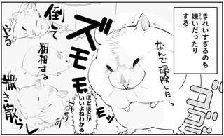 どうしよう...ハムスターの「可愛い」と「健康」飼い主はどっちをとる？／はむはむづくし1