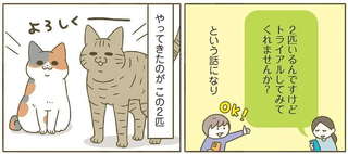 『うちの猫がまた変なことしてる。8』