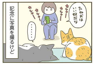 飼い主にドアを開けさせる愛猫。人がいない時は自分で開けられるくせに...／うちの猫がまた変なことしてる。6