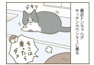 「にゃぁ～んにぇ～ん」愛猫はどんな不満でもとりあえず飼い主にクレームを...／うちの猫がまた変なことしてる。7