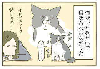 「怖がり猫」がビビるポイント。え、飼い主がこうするのが怖い...？／うちの猫がまた変なことしてる。7