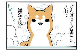 犬をがんばってお風呂に入れてキレイにした。なぜこうなるのか／ドヤ顔柴犬どんぐり