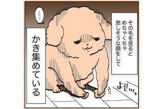 犬も人間も同じ!? 抜けた毛を見つめる「愛犬の表情」は...／うちのトイプーがアイドルすぎる。