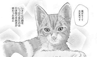 保護猫から家族に...「私が飼う運命」と感じた我が家の猫／レオとシロウのドタバタ猫日記