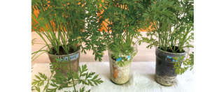 食費節約にも効果的！ 野菜を自宅で作るなら「水耕栽培」がおすすめの理由