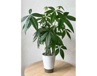 観葉植物のド定番「パキラ」の失敗しやすいポイント【くわしすぎる園芸店員が解説】