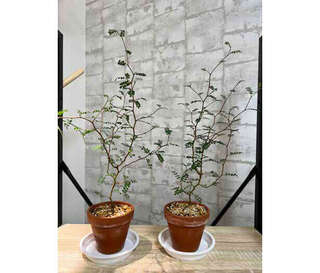 タフな観葉植物「ソフォラ・リトルベイビー」の天敵【くわしすぎる園芸店員が解説】