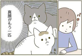 猫のリアクションが悲しすぎる...飼い主が「愛情を伝えるサイン」を出したら／うちの猫がまた変なことしてる。2