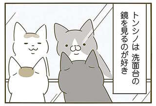 鏡を見るのが好きな猫。目線を追ったら...見ていたものにゾッ！／うちの猫がまた変なことしてる。2
