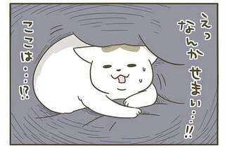 猫も寝ぼけるって知ってた？ うちの猫が「起きて慌てた」理由／うちの猫がまた変なことしてる。3