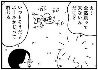 普段は臆病な愛犬のトイプー。木やボールをかじるのを邪魔をされると...ぎゃー!!／おはよう、サンテ