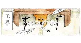 雷嫌いの柴犬がゴロゴロバリバリにもう限界。息絶え絶えにとった「まさかの行動」／柴犬ぽんちゃん