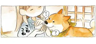 抜け毛が多い柴犬。抜け毛で作ったボールを頭に置いてみたら...ああっ／柴犬ぽんちゃん