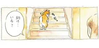 「助け...いる？」柴犬が階段をモタモタ上っているので助けようとしたら!?／柴犬ぽんちゃん