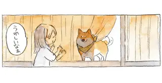 柴犬が窓際でお出迎え。喜ぶ飼い主だが、徐々に柴犬の表情が...！／柴犬ぽんちゃん