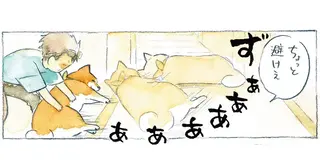 どん！ ずん！ 柴犬が部屋の入口を通せんぼ。飼い主たちはどうする...!?／柴犬ぽんちゃん
