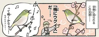 ホーホケキョとは鳴きません。誤解されやすいウグイス色の鳥／意外と知らない鳥の生活