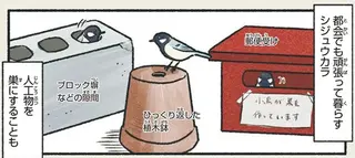 アイデアがすごい！ 都会で暮らす鳥の意外なすまい／意外と知らない鳥の生活