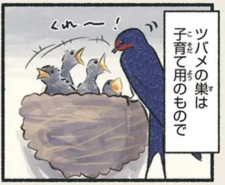 かなり厳しい「住宅事情」。困った末に巣ができた場所は...そこ？／意外と知らない鳥の生活