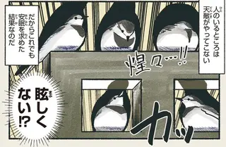 安眠と引き換え？ あの鳥が明るい駅前で夜をすごす理由／意外と知らない鳥の生活