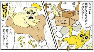 猫たちの大切な場所を奪ってしまった気分...実家から新居へお引っ越し／茶トラのやっちゃん3