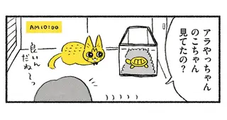 すっかり家になじんだ「保護猫」。先住の亀とも仲良くなったと思ったら...えええ!?／茶トラのやっちゃん