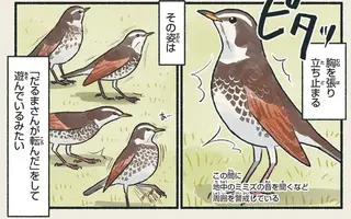 遠目で見ても歩き方で分かる。この鳥の歩き方は一味違う！／意外と知らない鳥の生活