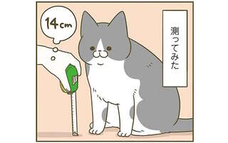 食い気味で「ニャー！」。返事をしているようで、多分話を聞いていないうちの愛猫／うちの猫がまた変なことしてる。6