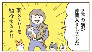 行き先のない保護猫2匹。なんとも派手な猫に付けた名前は...／うちの猫がまた変なことしてる。8