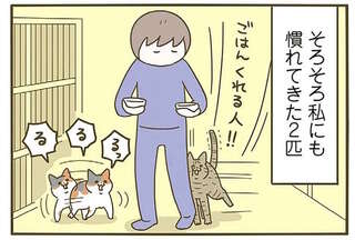保護猫がうちにやってきた翌日にはフードを完食。どんどん慣れていって...／うちの猫がまた変なことしてる。8
