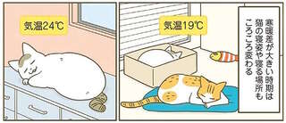 「猫用」を使わないうちの猫。室温によって寝る場所を変えるけど...／うちの猫がまた変なことしてる。8