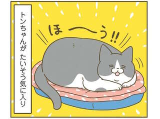 冬、猫のために用意した「あったかベッド」。気に入ったのはいいけど...／うちの猫がまた変なことしてる。8