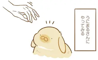 動物は、急に上から頭をなでるのはNG。でもうちの子の場合は...んん？／うちのうさぎは今日ものんびり