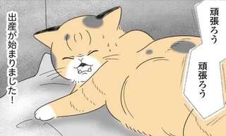 飼い猫の初めての出産立ち合い！ 少しうたた寝をしたら...えええ？／にゃんかつ