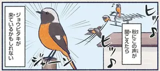 そのかわいらしさからアイドル的人気。威嚇しても...やっぱり！／意外と知らない鳥の生活