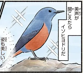 美声で姿も美しい...でも歌い始めると...そうなの!? 全身全霊でアピールする鳥／まだまだ！意外と知らない鳥の生活