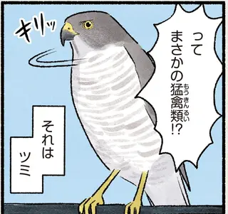 かつては「幻のタカ」と言われていた猛禽類。ハトと並ぶと...あれ？／まだまだ！意外と知らない鳥の生活