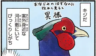 昔話ではおなじみのキジ。山奥で暮らしていると思ったら...え？／まだまだ！意外と知らない鳥の生活